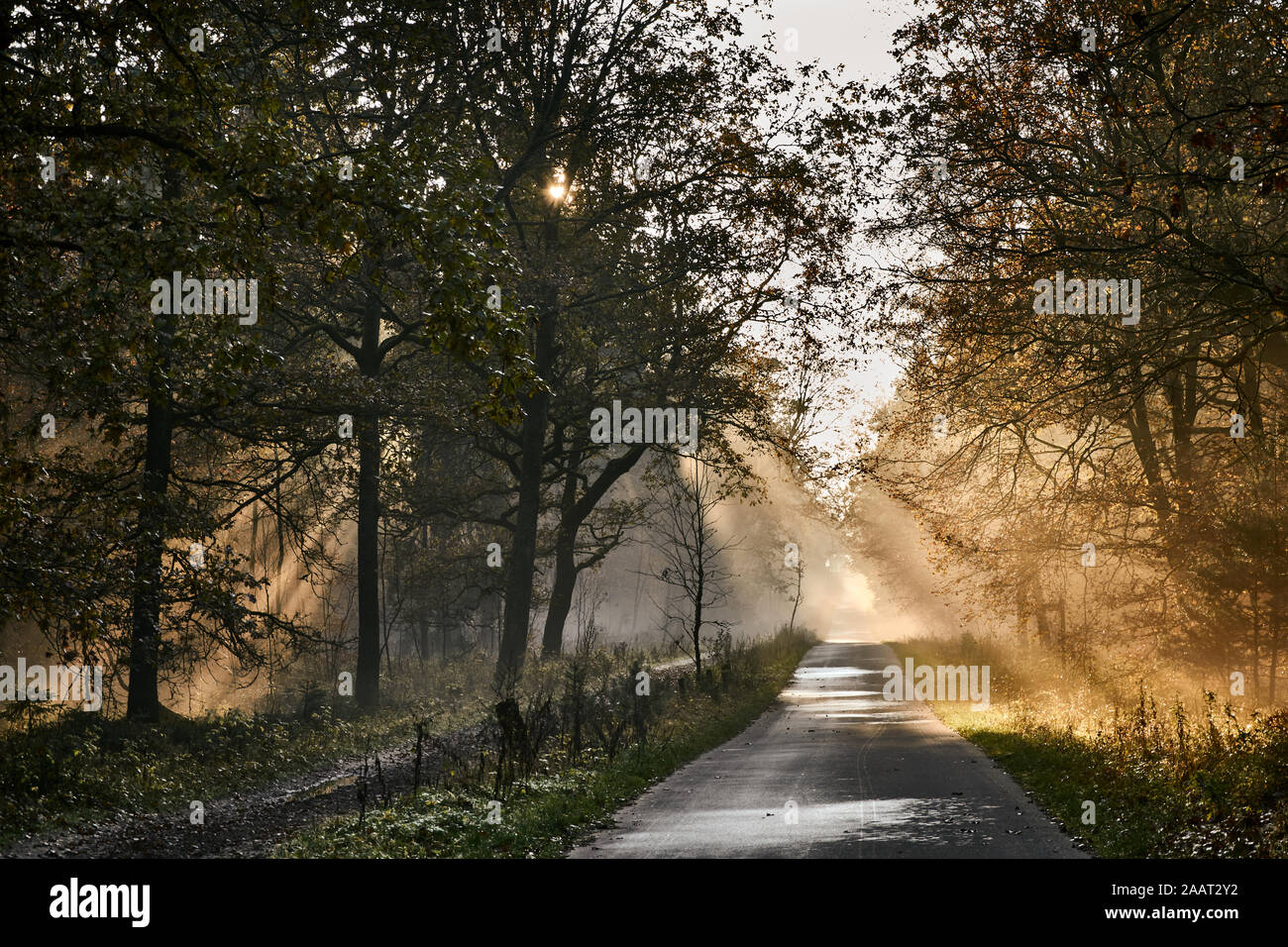Sunset y rayos de sol en una carretera, árboles y naturaleza en Luneburger Heath, Alemania Foto de stock