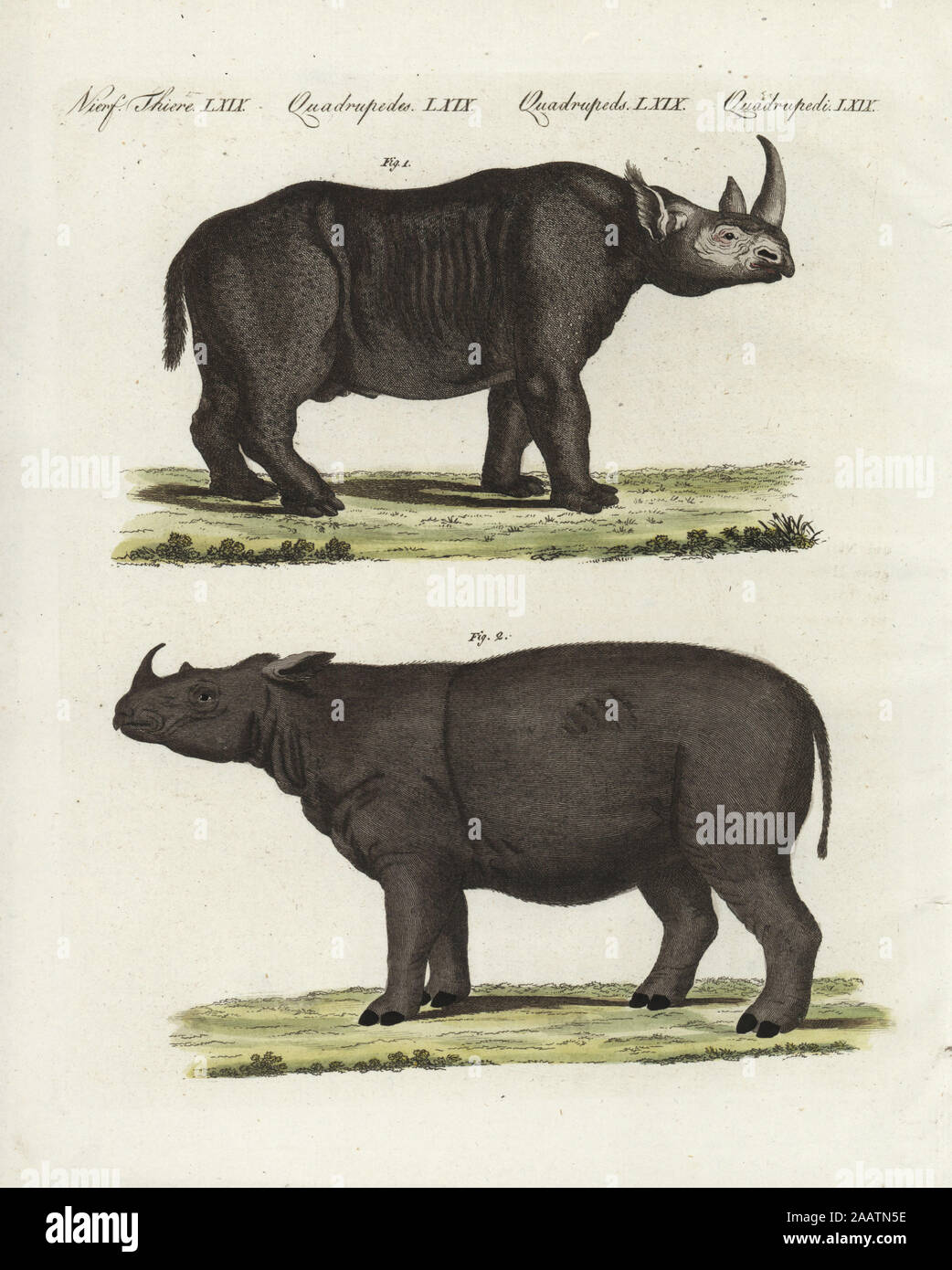 Negro O Gancho Labiado Diceros Bicornis Rinocerontes En Peligro Critico Y Del Rinoceronte De Sumatra Dicerorhinus Sumatrensis Extinguida Grabado De Bertuch Handcolored Copperplate Bilderbuch Fur Kinder Libro Ilustrado Para Ninos Weimar 1802