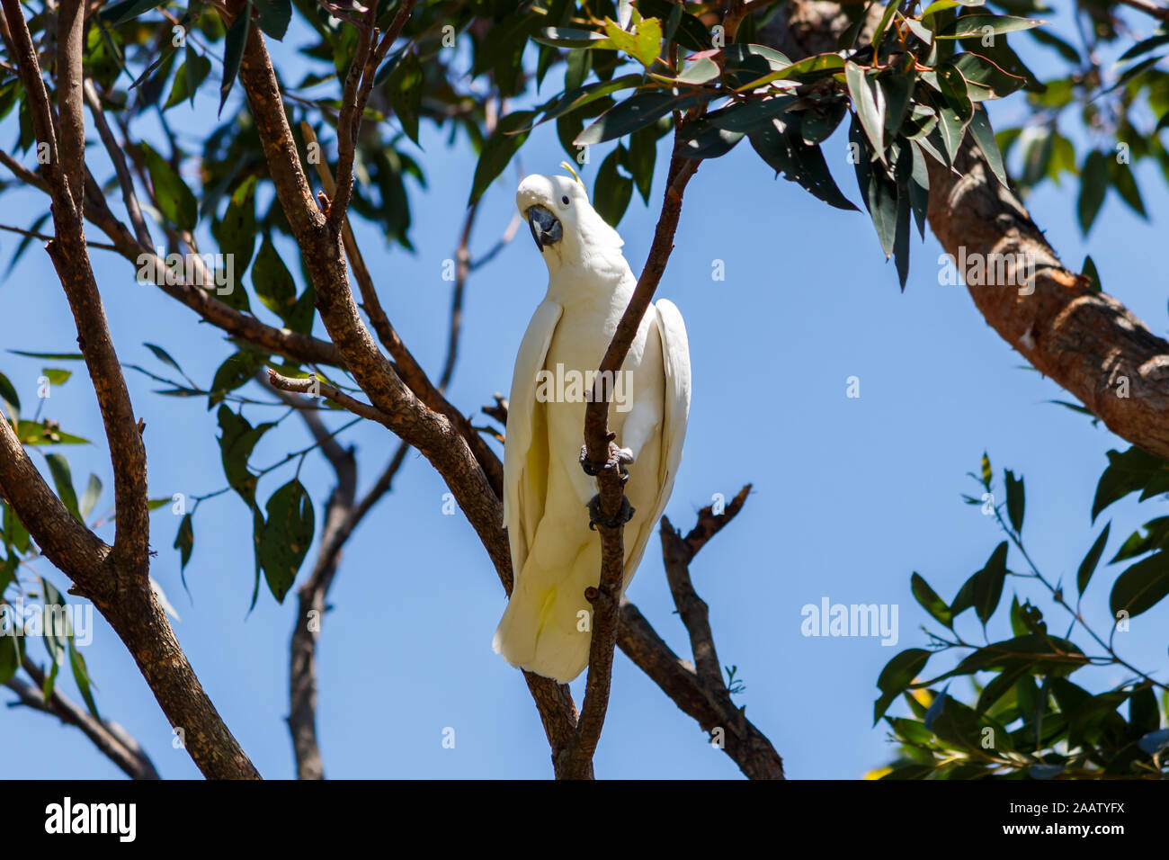 Cacatúa de azufre blanco. Los Jardines Botánicos de Sydney Foto de stock