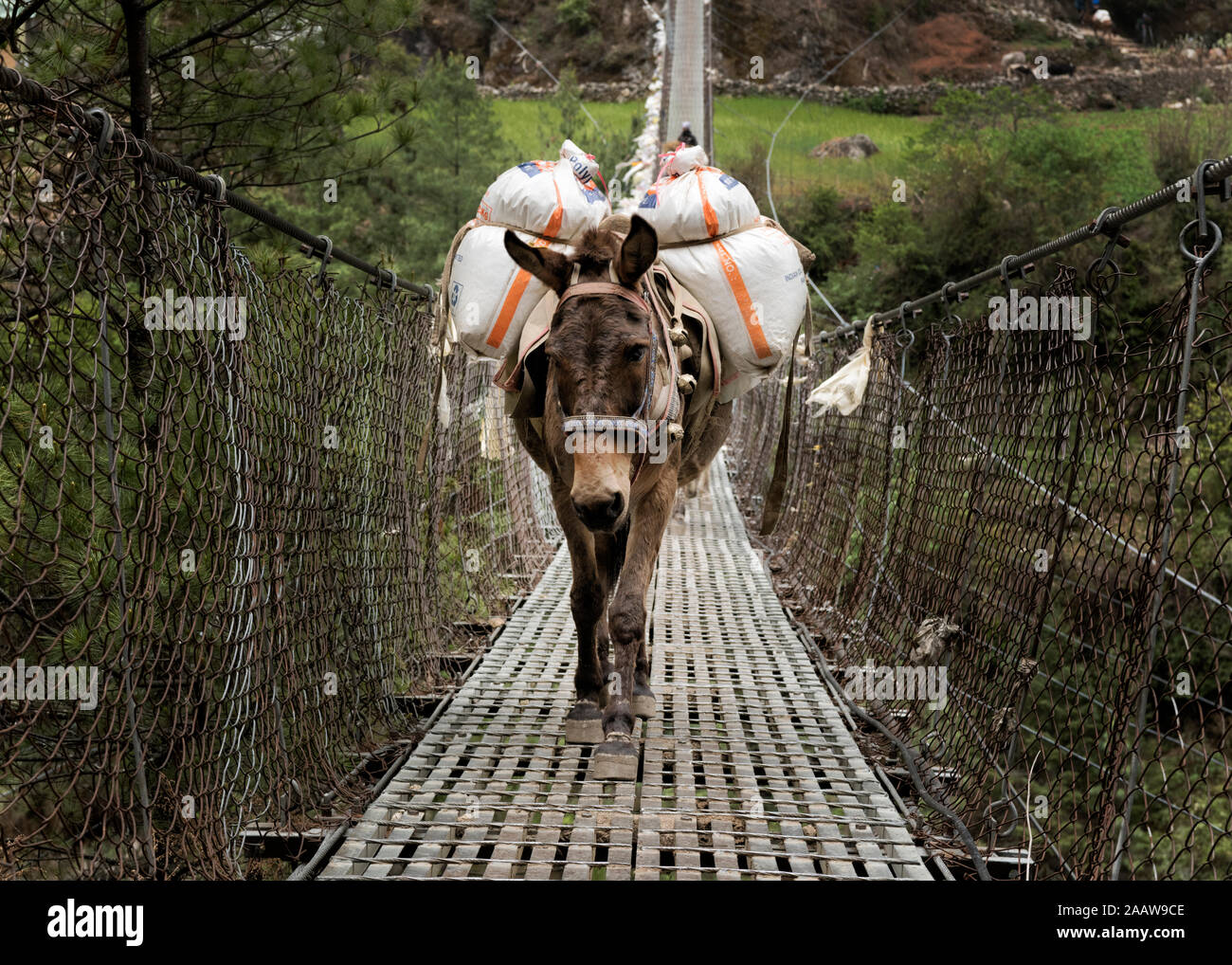 Burros cargando disposiciones sobre Phakding suspension bridge, Solo Khumbu, Nepal Foto de stock