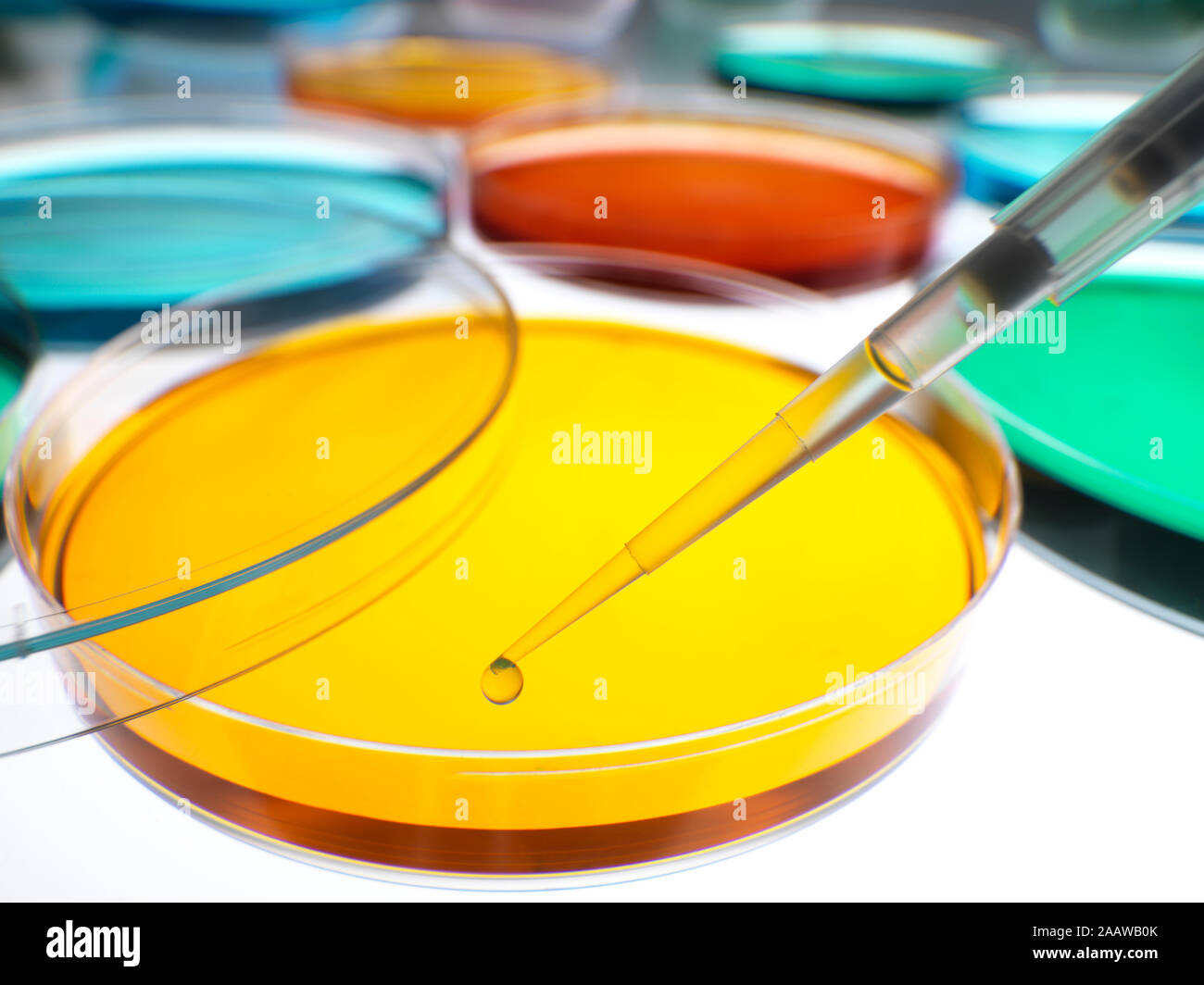 Close-up de pipeteo muestras en cajas de petri con agar jaleas en laboratorio Foto de stock