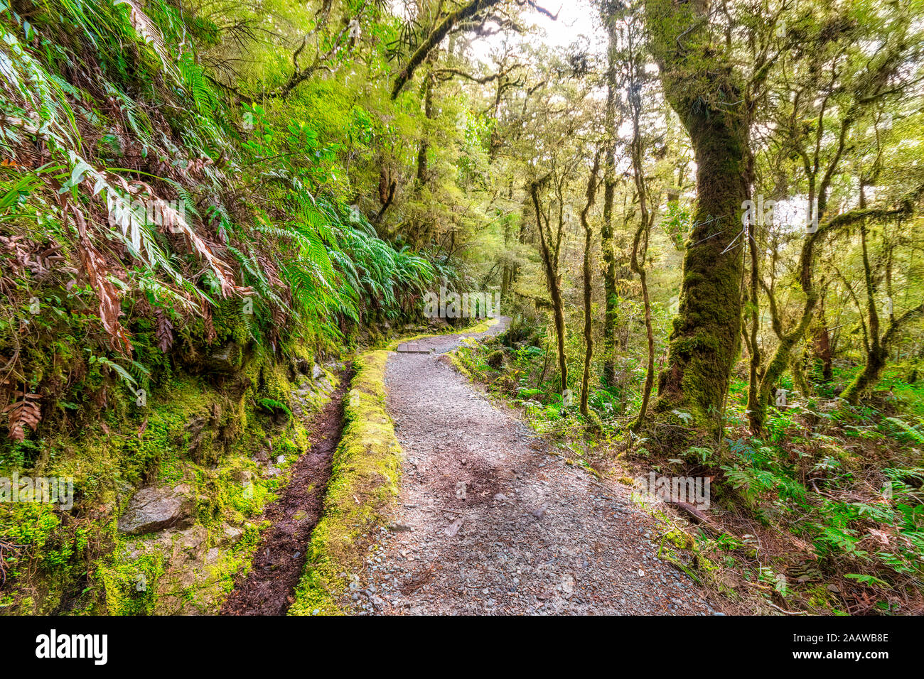 El Parque Nacional Fiordland, vía a través de la selva, Isla del Sur, Nueva Zelanda Foto de stock