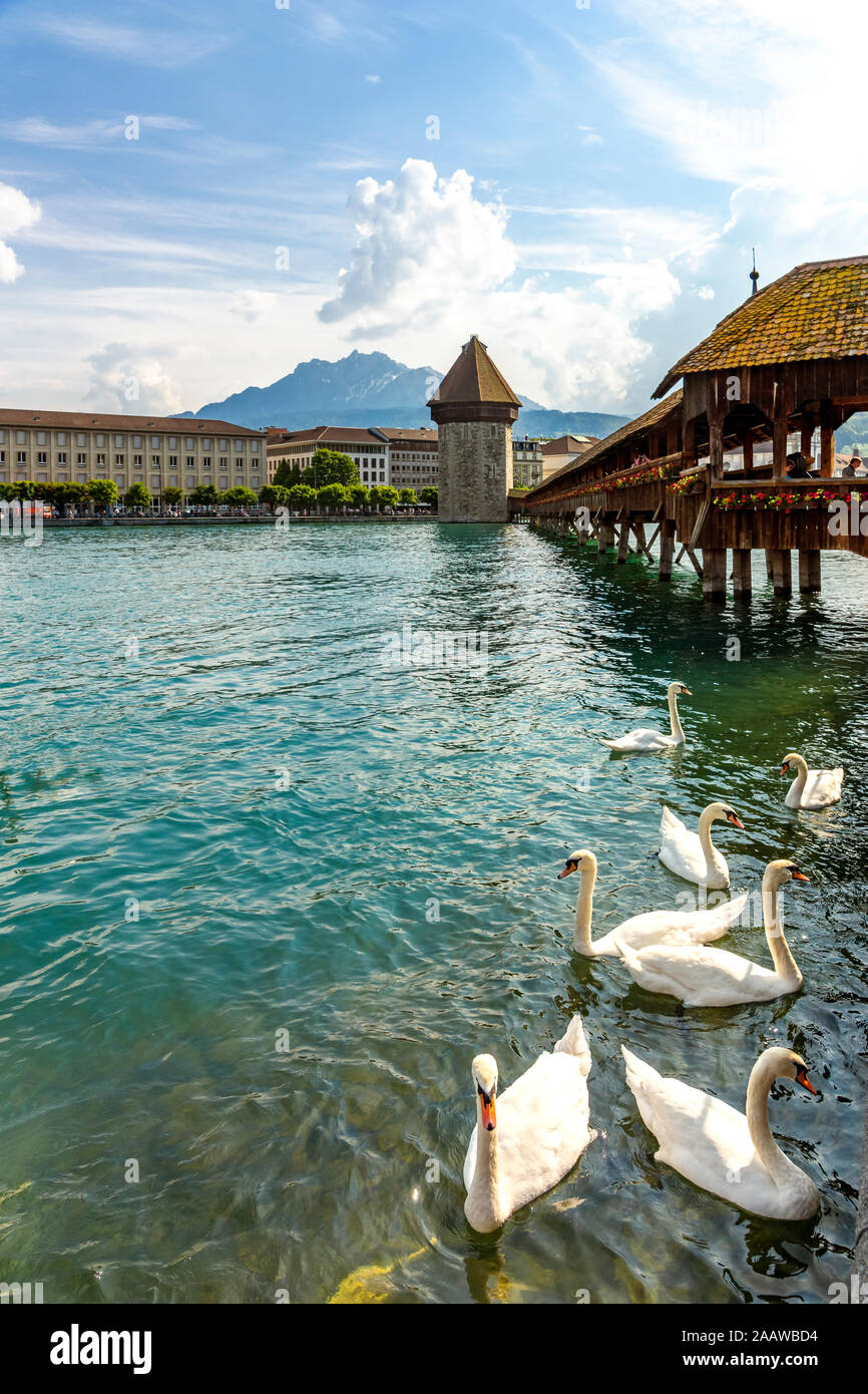 Cisnes en río Reuss contra el puente de la capilla en Lucerna, Suiza Foto de stock