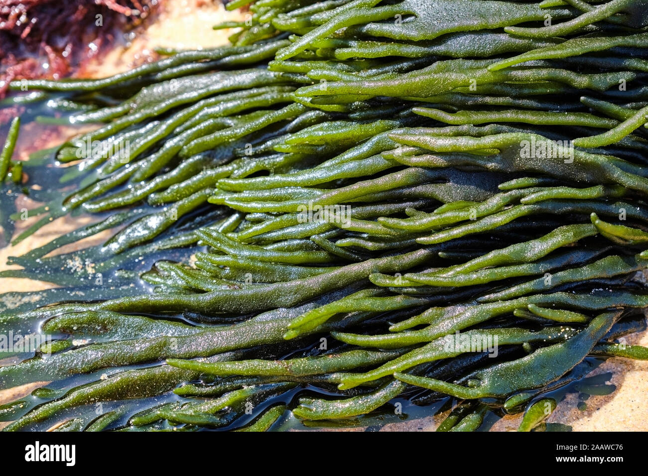Portugal, Alentejo, Vila Nova de Milfontes, algas marinas en playa Malhao Foto de stock