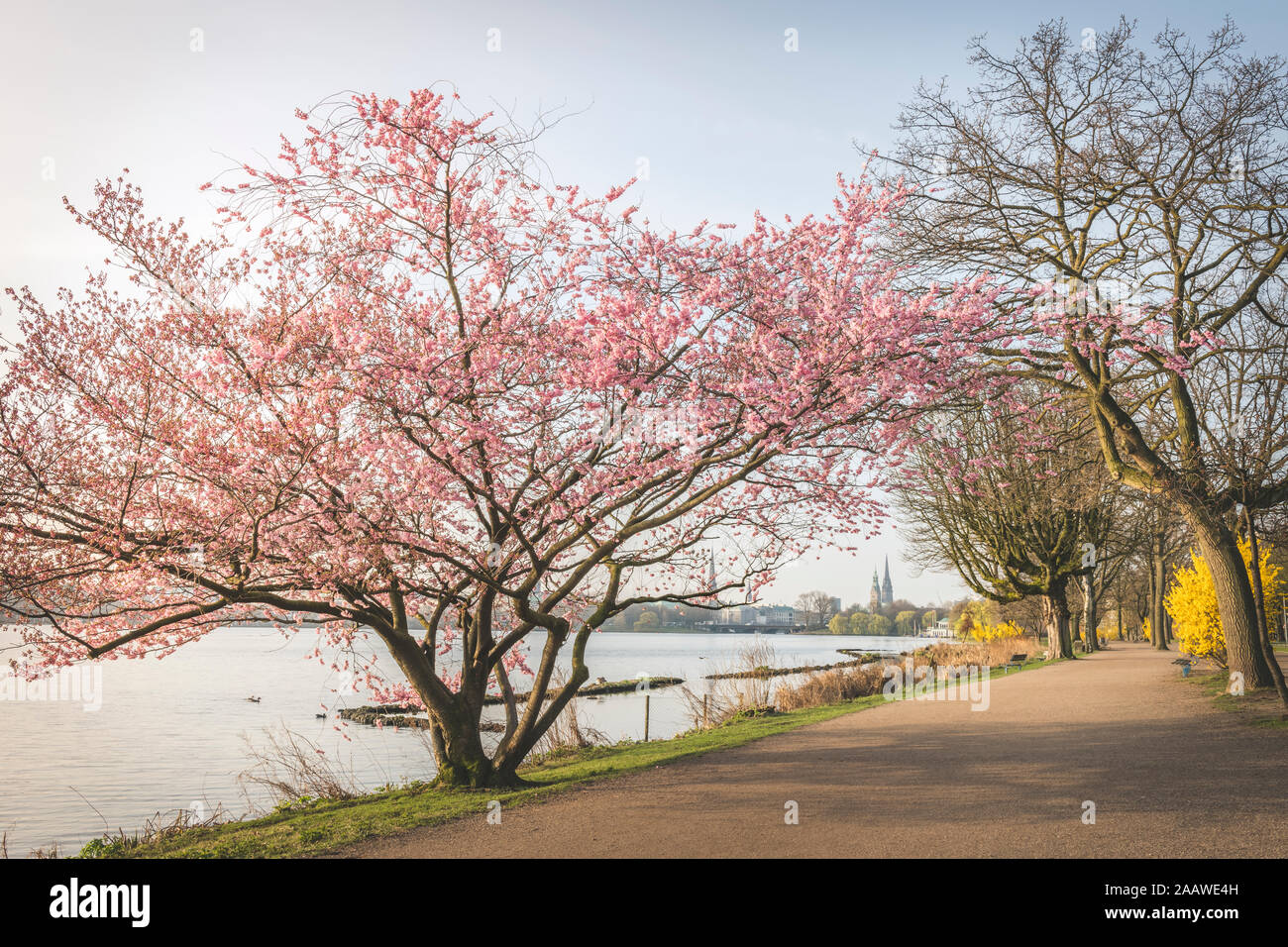 Perspectiva decreciente de carretera vacía en medio de los cerezos por el río Alster durante la primavera, Hamburgo, Alemania. Foto de stock
