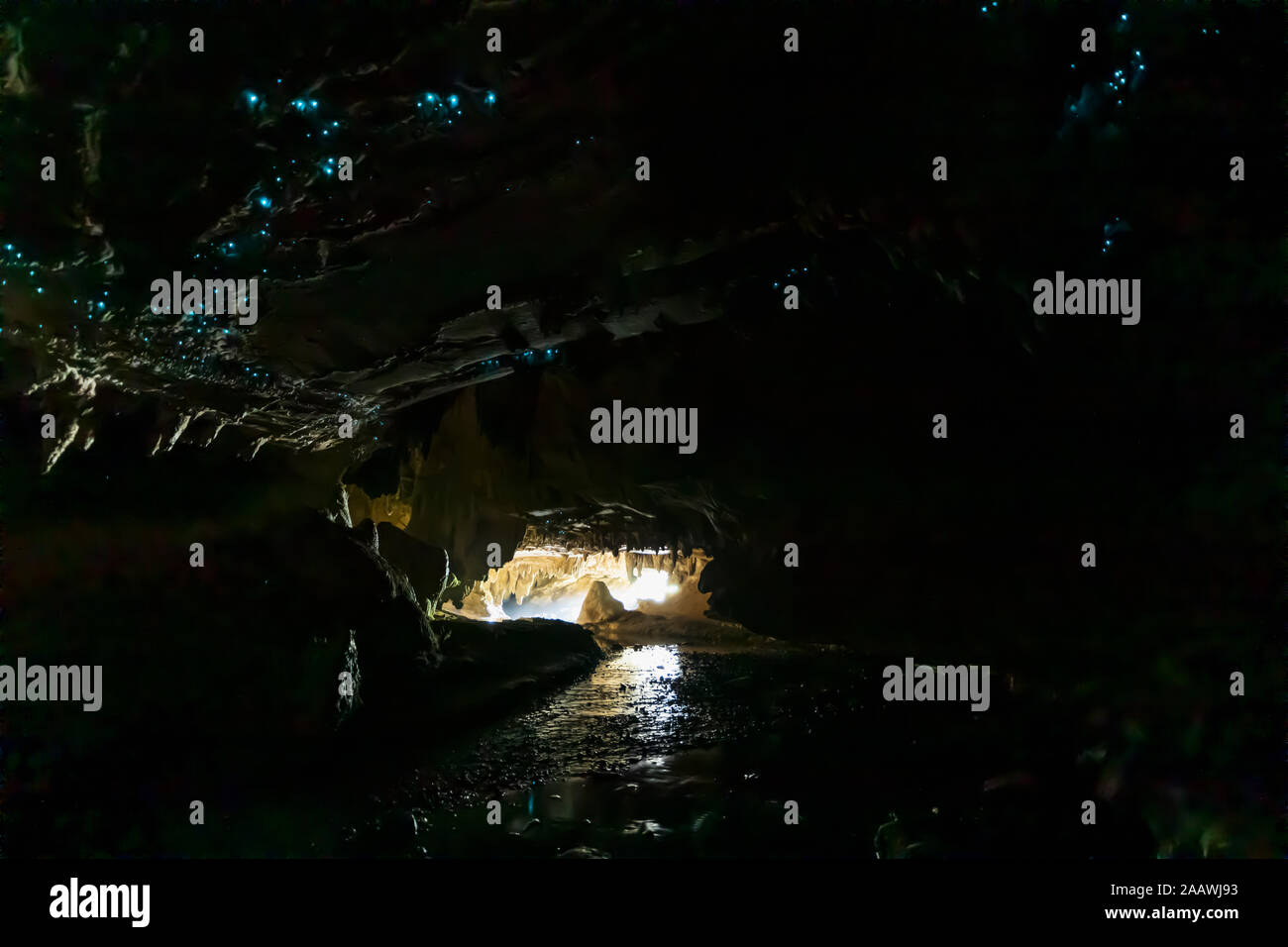 Ángulo de visión baja de iluminado Arachnocampa luminosa en la cueva en Waipu, Oceanía, Nueva Zelanda Foto de stock