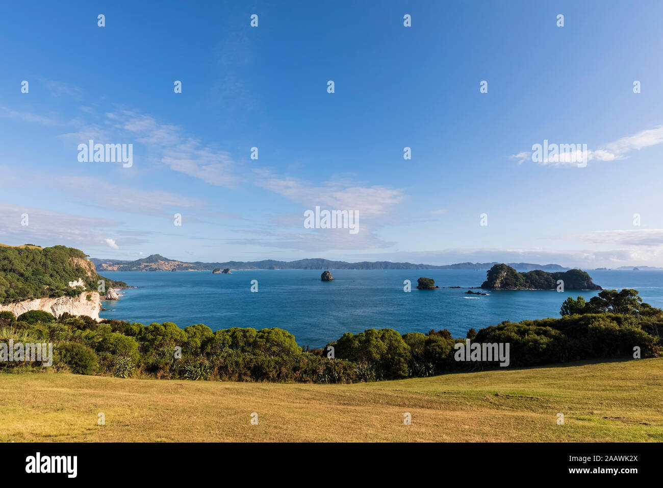 Nueva Zelanda, Isla Norte, Waikato, árboles a lo largo del litoral de la Bahía de piedras preciosas Foto de stock
