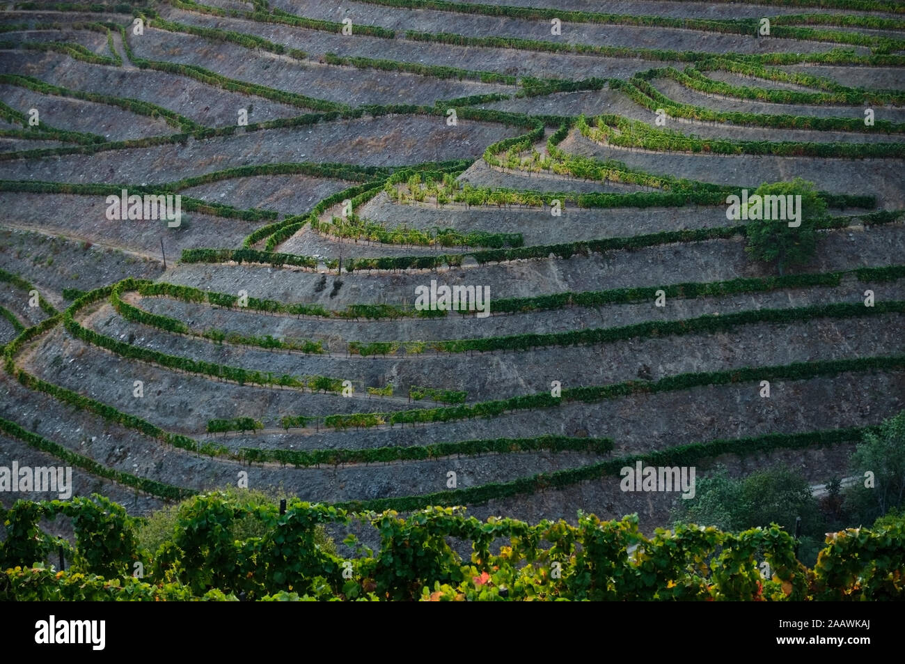 El valle del Douro, Portugal, la viña en terrazas Foto de stock