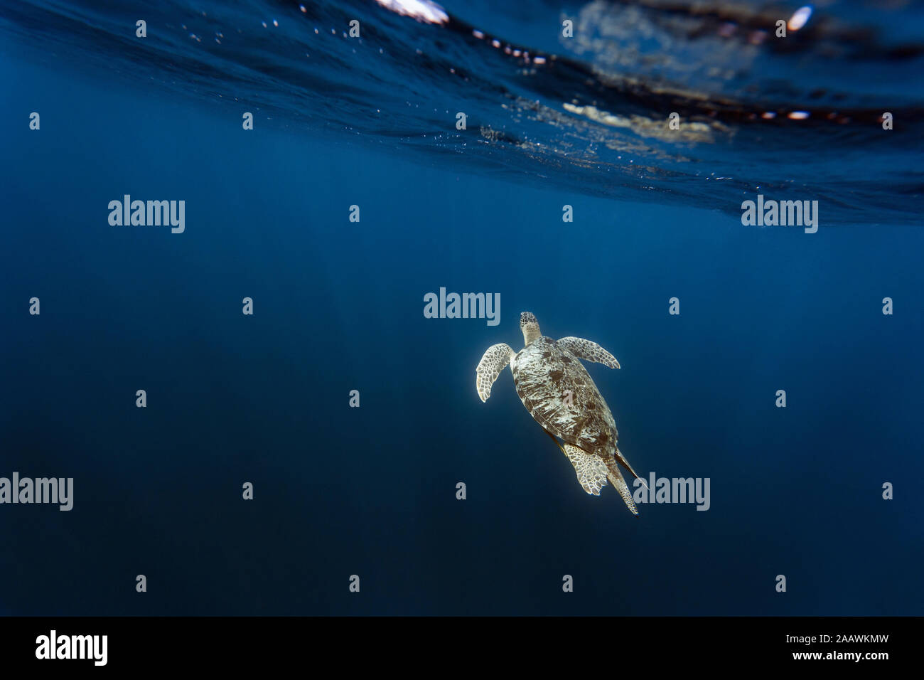 Indonesia, Bali, vista submarina de la tortuga solitario cerca de la superficie de natación Foto de stock