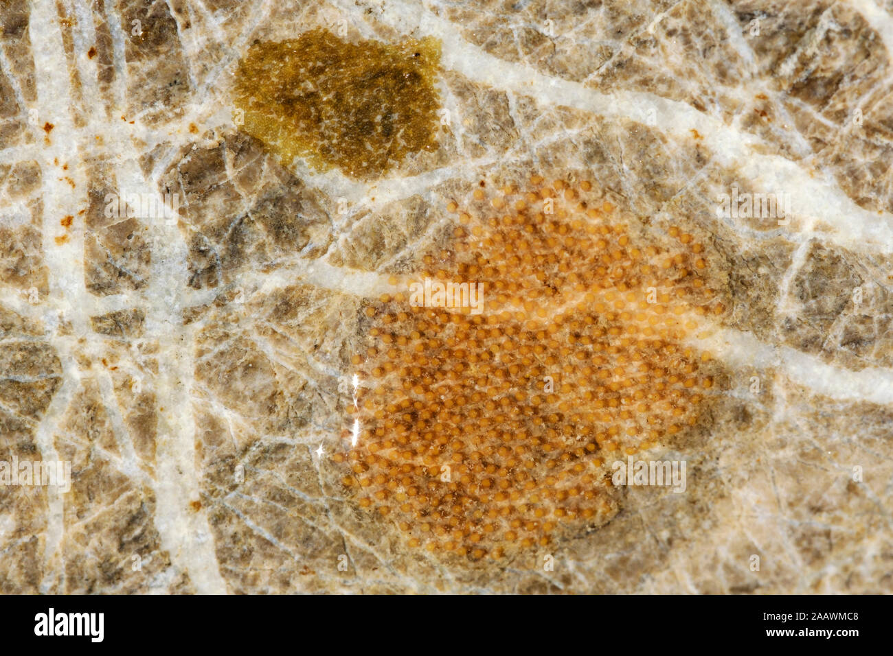 La puesta de huevos de insectos en la parte inferior de piedra en el río Isar, Baviera, Alemania Foto de stock