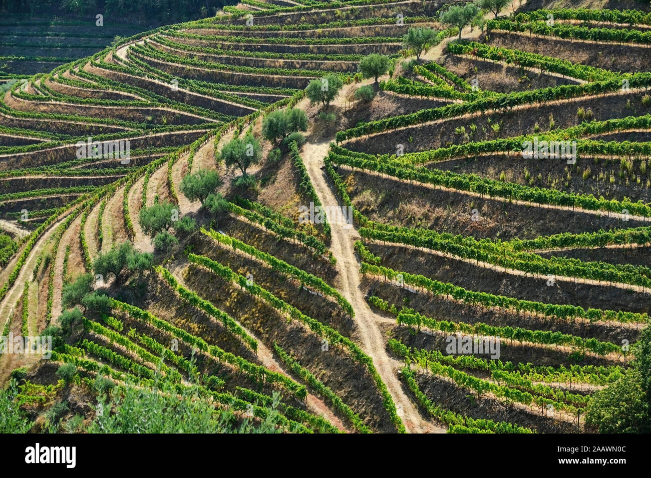 Portugal, el Duero, el valle del Douro, viñedos en la colina visto desde arriba Foto de stock