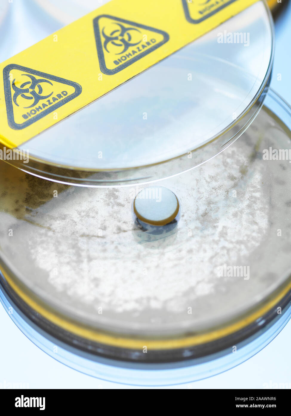 Close-up de las pruebas de drogas en placa de Petri en la mesa de laboratorio Foto de stock