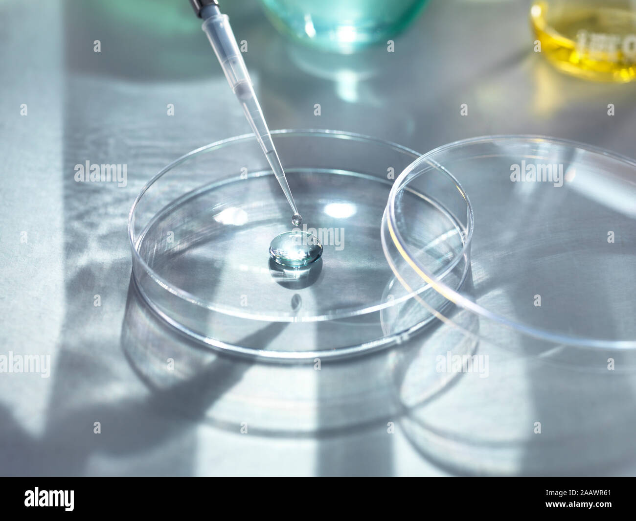 Close-up de muestras médicas pipeteo en placa de Petri para experimentos de laboratorio Foto de stock