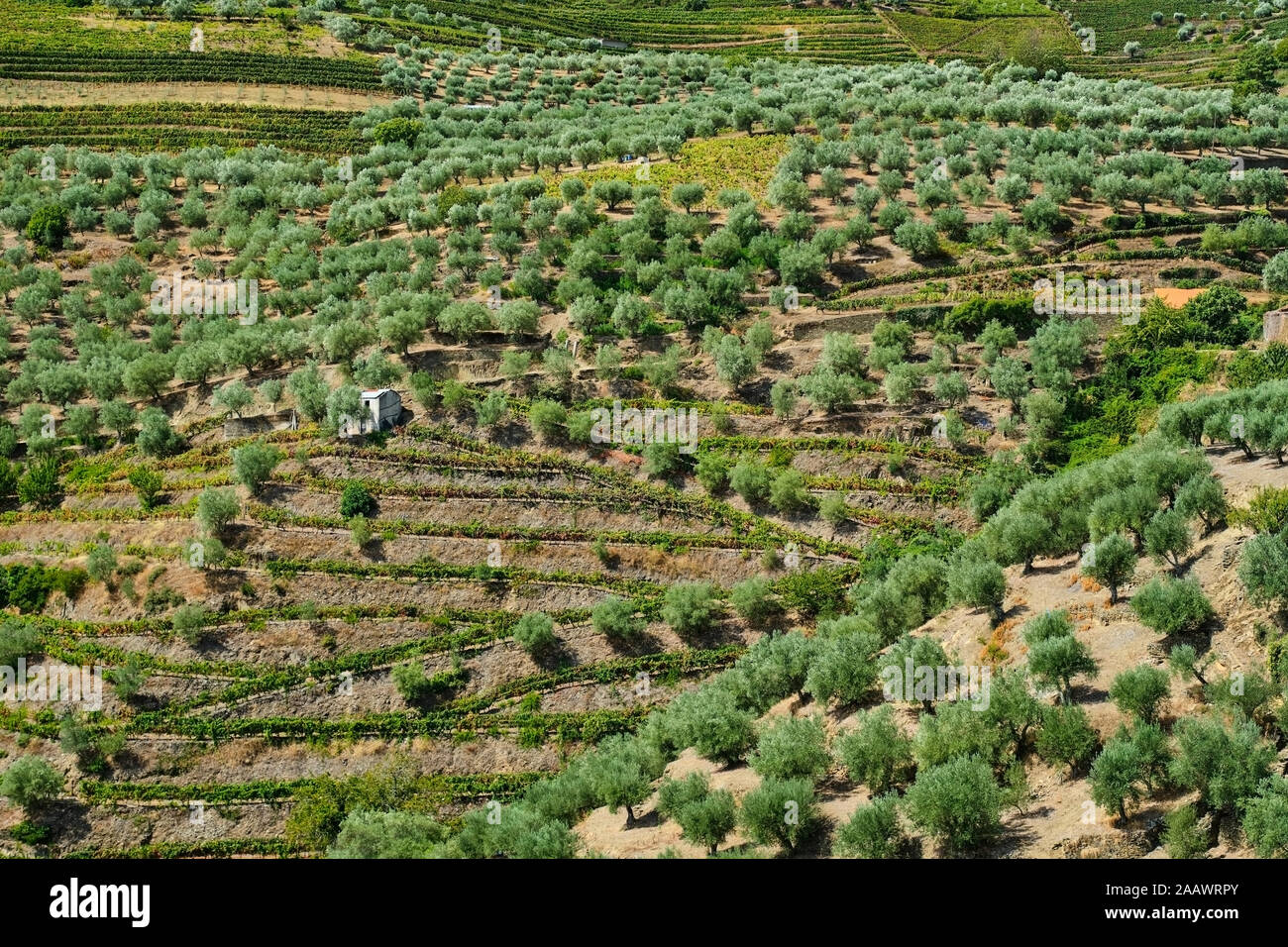 Portugal, el Duero, el valle del Douro, región vinícola visto desde el aire Foto de stock