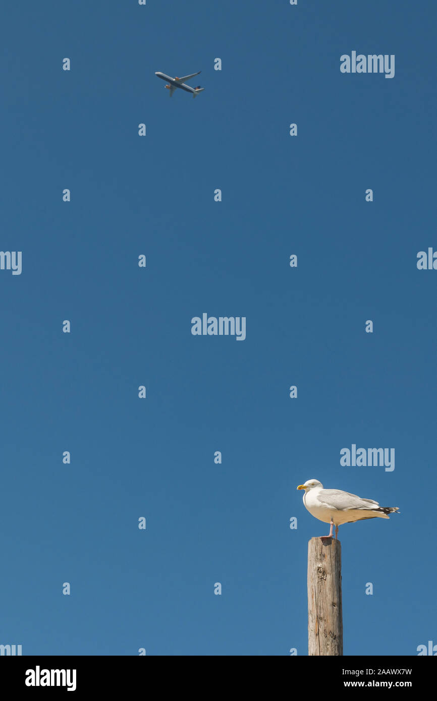 Países Bajos, Holanda del Sur, Noordwijk, gaviota donde se posan en la pole y avión contra el cielo claro Foto de stock