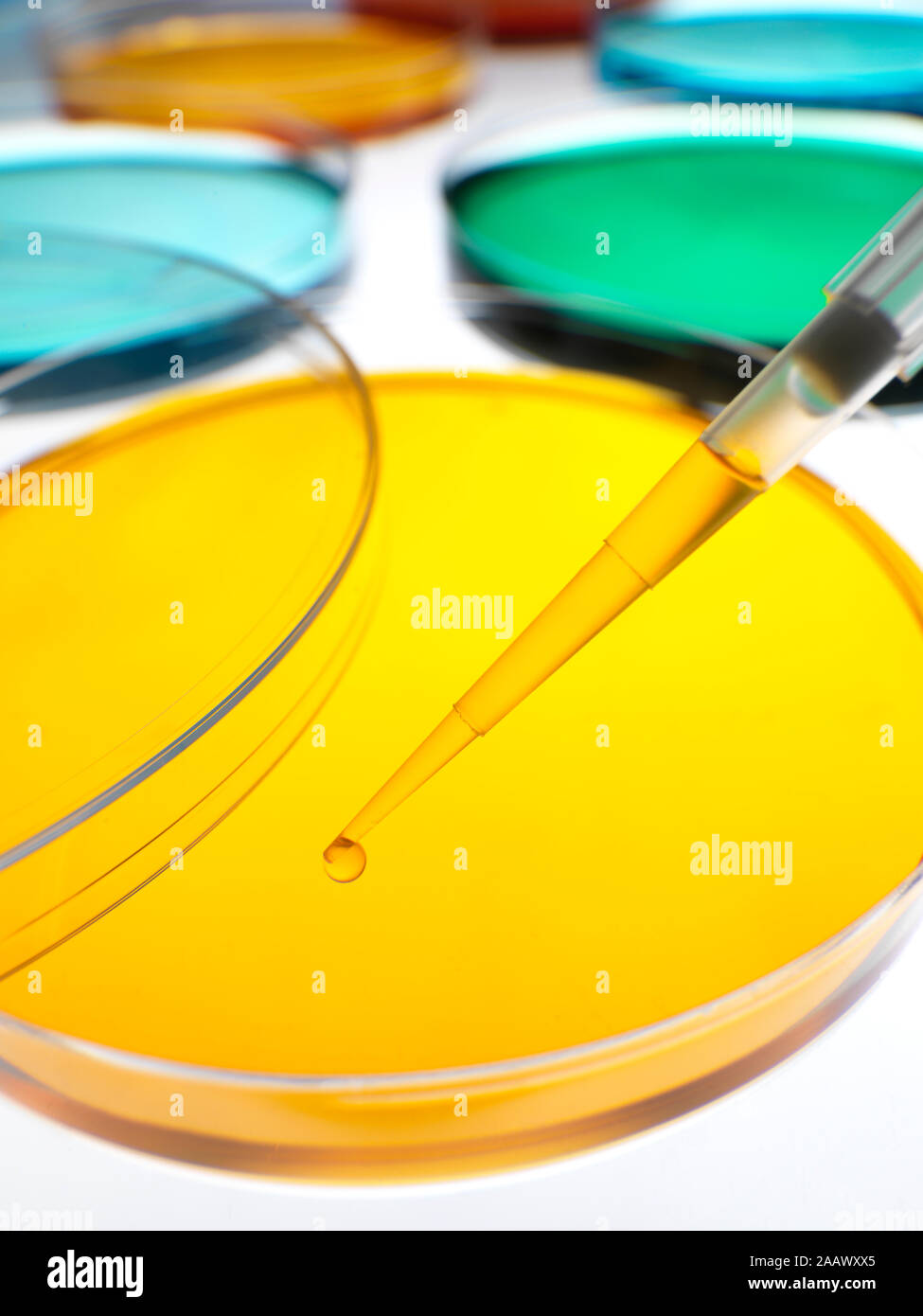 Close-up de pipeteo muestras en cajas de petri con agar coloridos jaleas en laboratorio Foto de stock