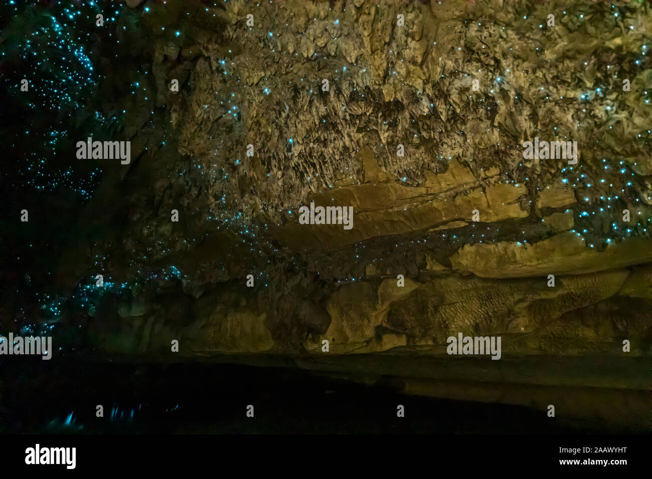 Ángulo de visión baja de iluminados Waipu Arachnocampa luminosa en la cueva, Oceanía, Nueva Zelanda Foto de stock