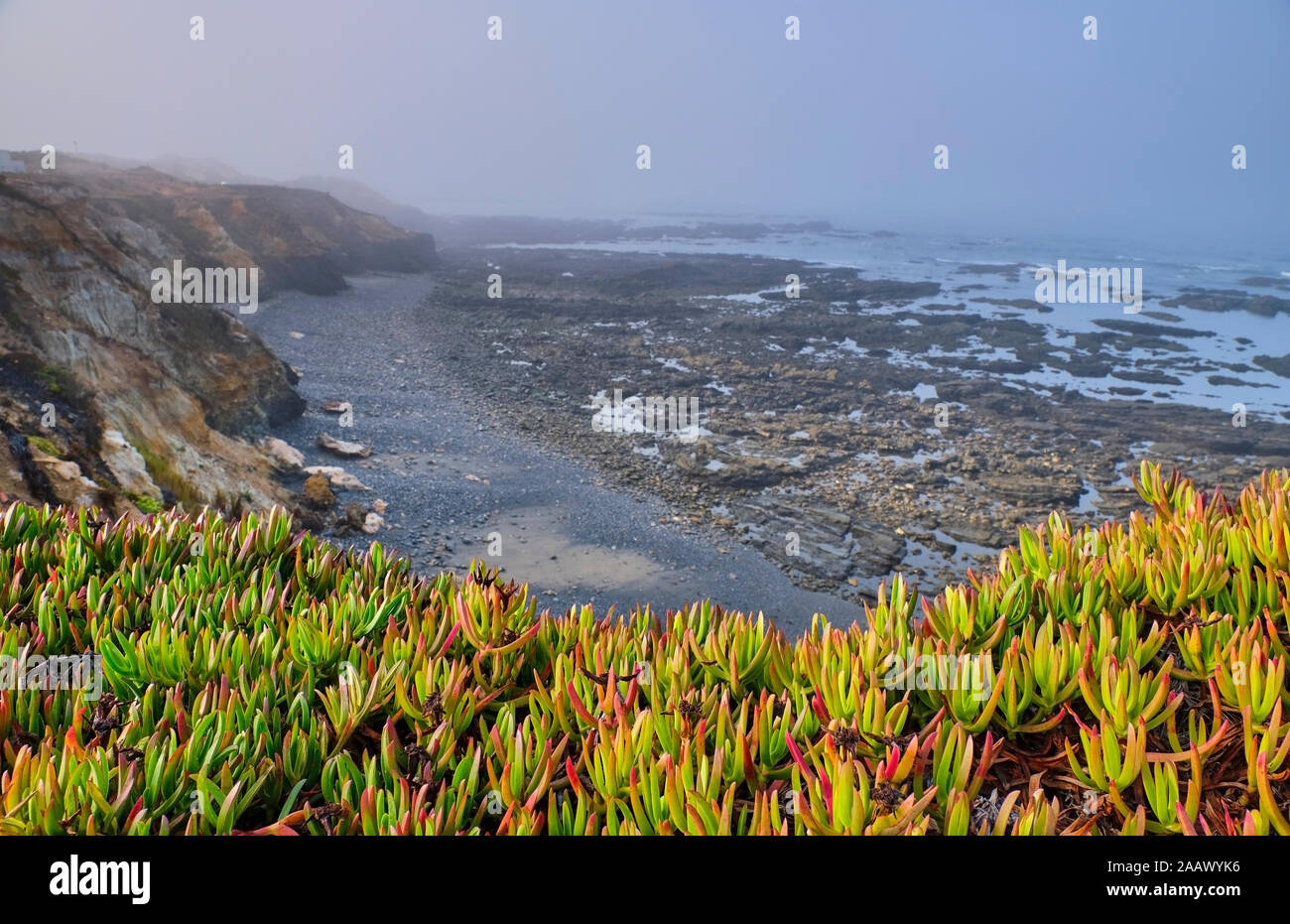 Portugal, Alentejo, Vila Nova de Milfontes, plantas que crecen en frente de la playa rocosa costera Foto de stock
