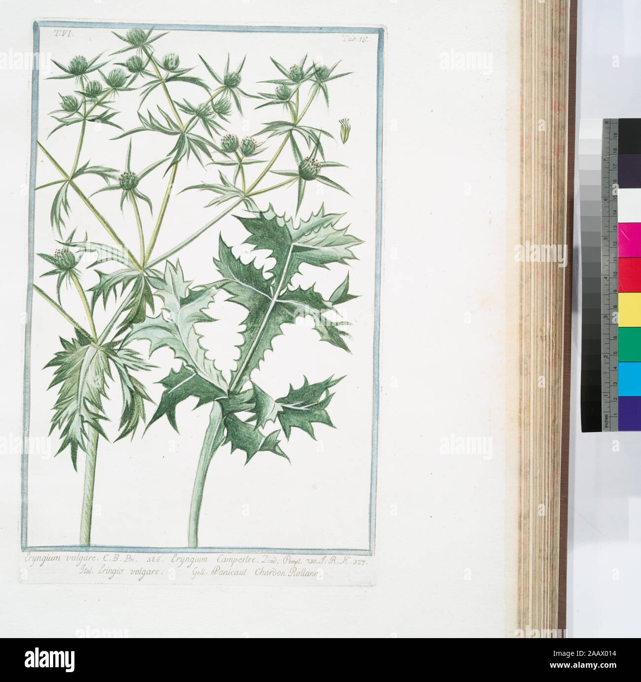 Eryngium vulgare Eryngium Campestre Eringio volgare Panicaut