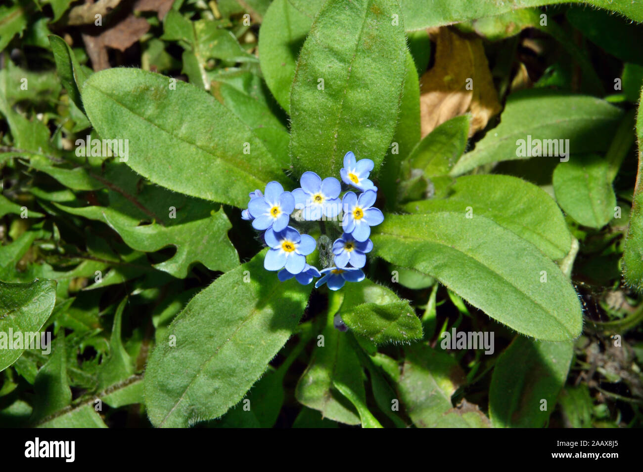 Myosotis Arvensis Campo Forget Me Not Es Comunmente Encontrado En Habitats Secos Y Suelos Cultivables Y Comunes En Toda Europa Fotografia De Stock Alamy Myosotis Arvensis Campo Forget Me Not Es Comunmente Encontrado En Habitats Secos Y Suelos Cultivables Y Comunes En Toda Europa Fotografia De Stock Alamy