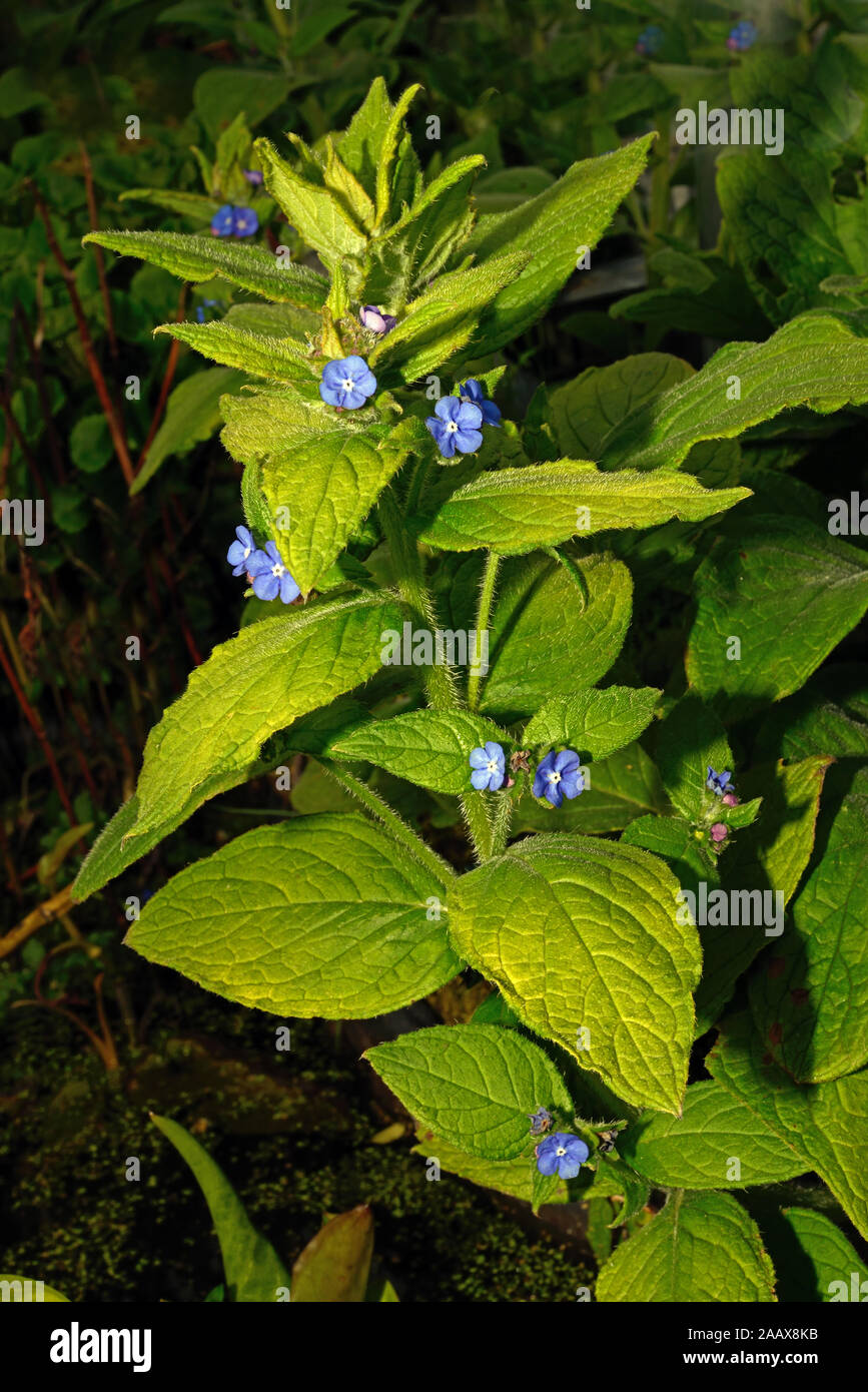 Alkanet Pentaglottis sempervirens (verde) es una planta perenne nativa de Europa Occidental y generalmente se encuentran en lugares húmedos o lugares sombreados. Foto de stock