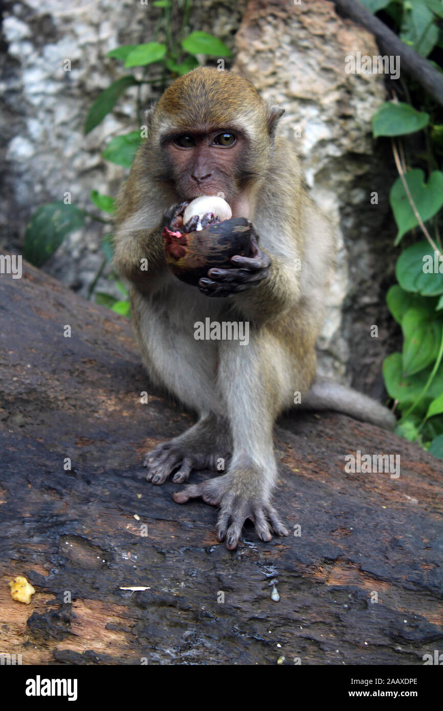 Mono comiendo fruta Parque Nacional de la bahía de Phang Nga Thailand Foto de stock