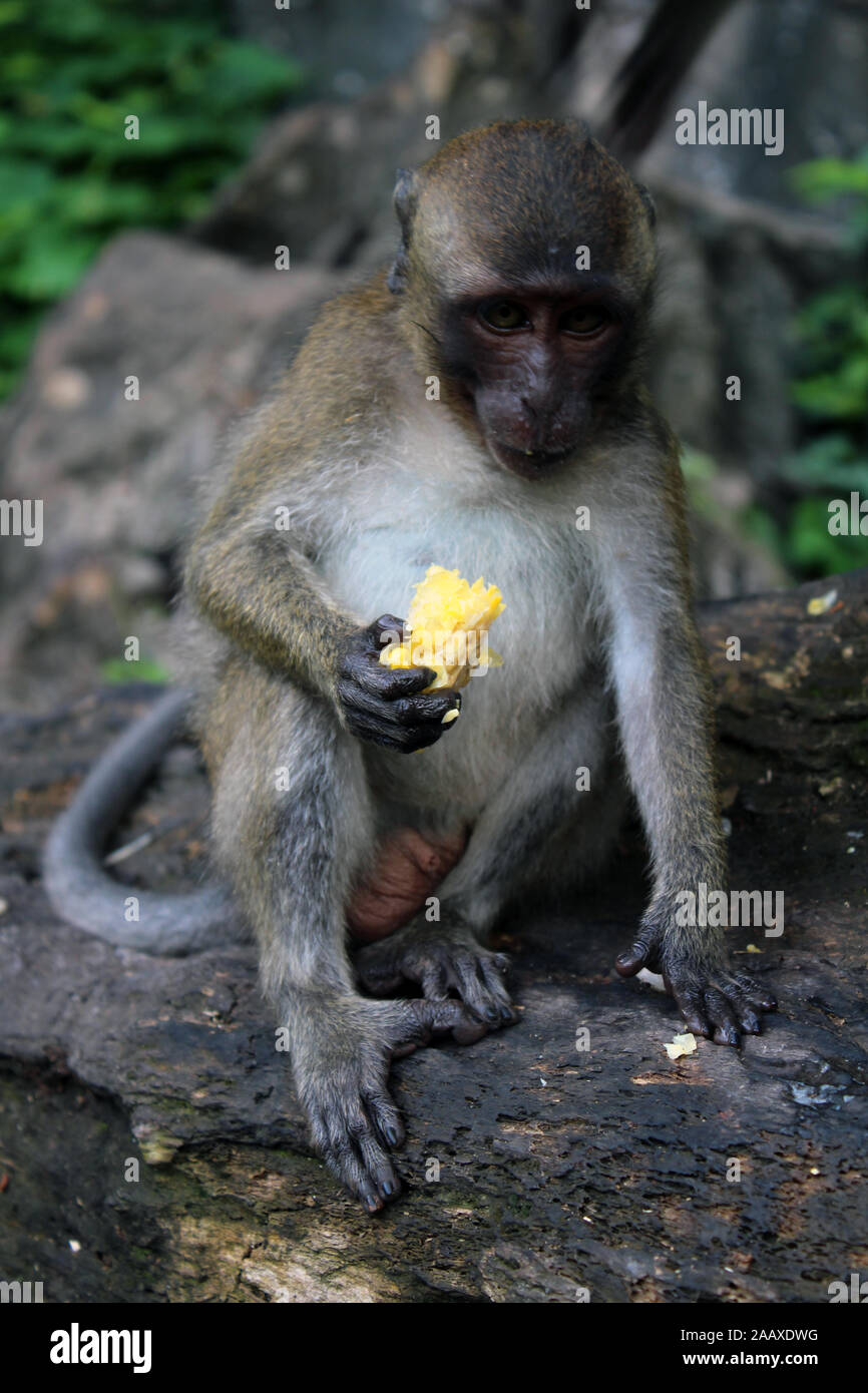 Mono comiendo fruta Parque Nacional de la bahía de Phang Nga Thailand Foto de stock