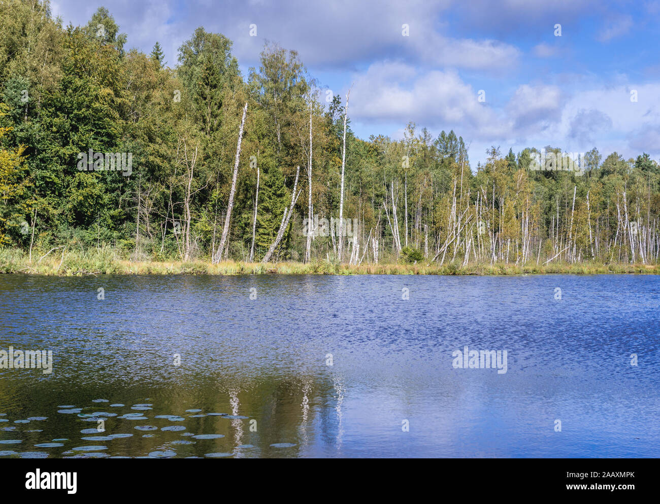 Vista sobre el lago Jezioro Francuskie (Francés) Reserva Natural Dylewo colinas parque paisajista, Ostroda County en Polonia Foto de stock