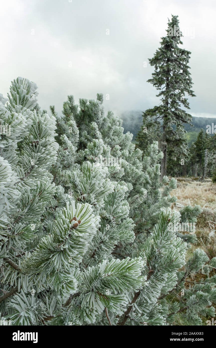 Mañana de invierno con niebla en el bosque de pinos en las montañas. Primera nieve sobre las ramas de coníferas. Paisaje de Navidad. Foto de stock