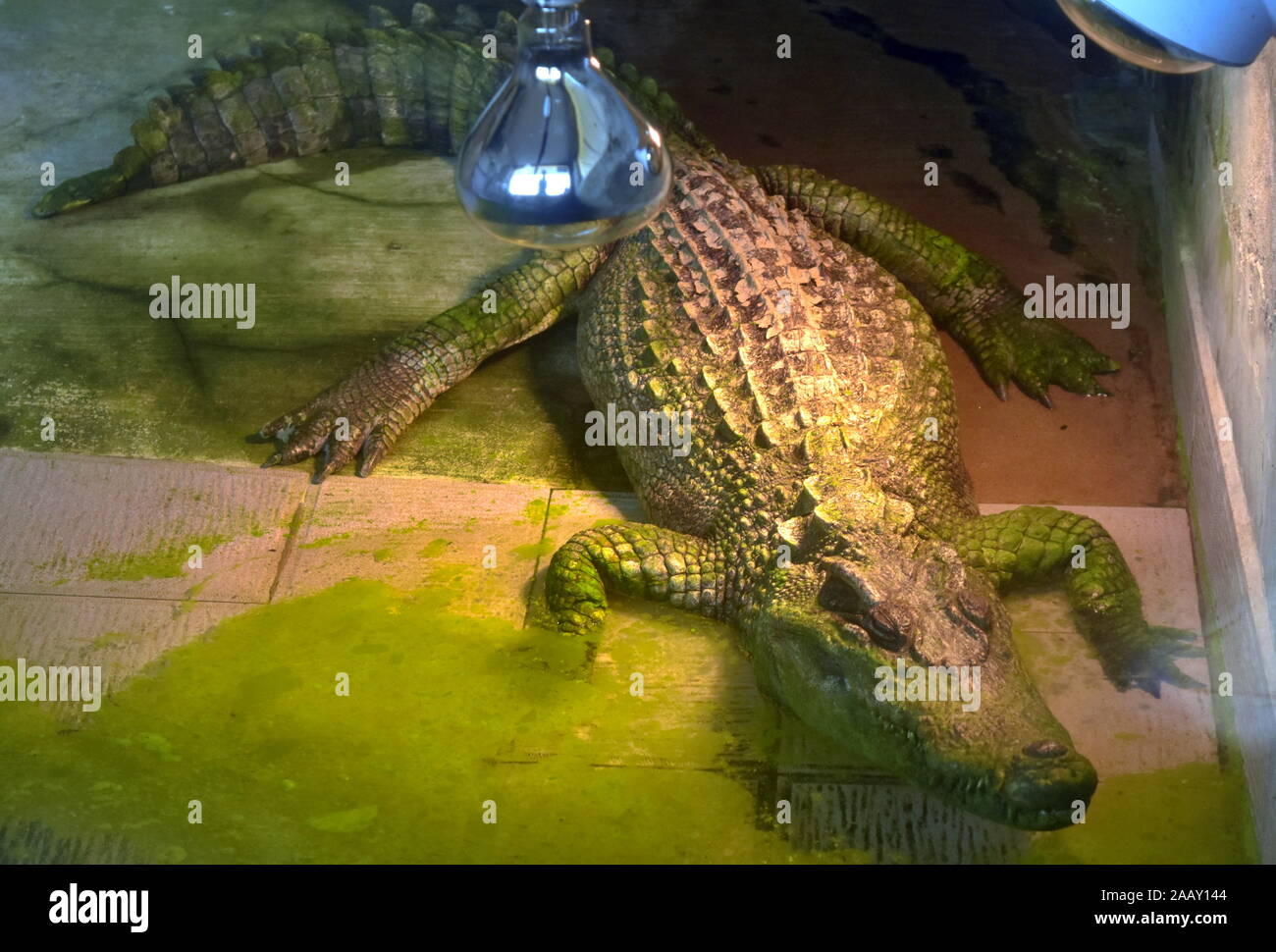 Crocodile alligator goza de bronceado en interiores Fotografía de stock -  Alamy