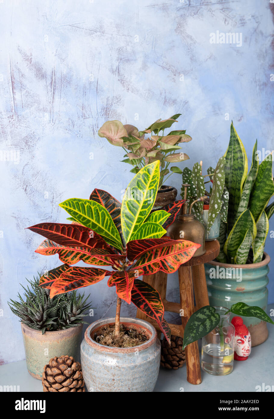 Arreglo de plantas tropicales raras en un interior Fotografía de stock -  Alamy