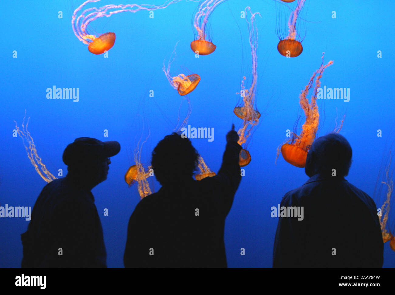 Besucher Vor den Kompassquallen im Monterey Bay Aquarium (Chrysaora fuscescens), EE.UU., Kalifornien. | Visitantes en frente del mar de ortigas en Mont depósito Foto de stock