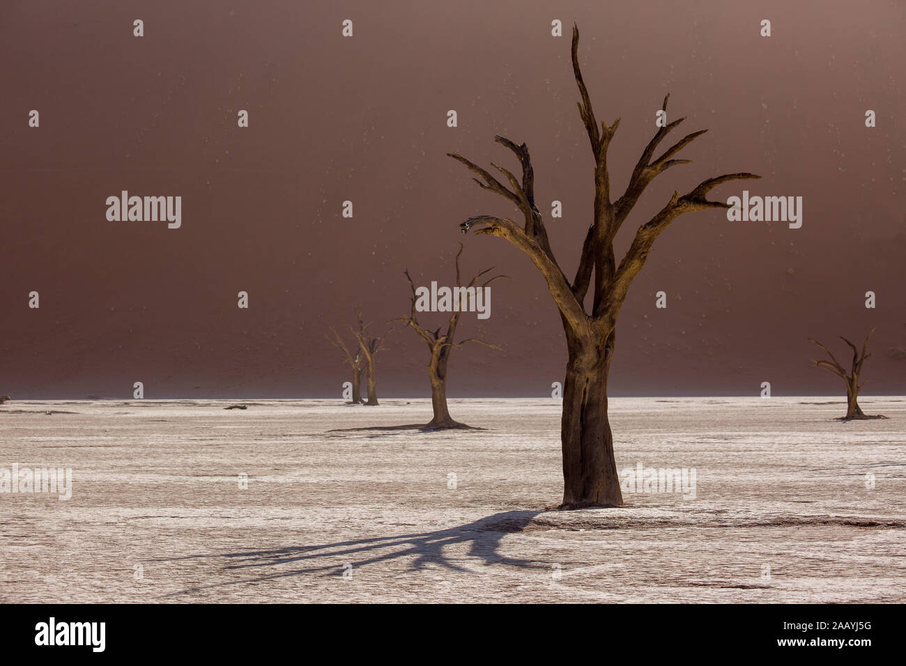 Siluetas de árboles centenarios en seco en el desierto entre dunas de arena roja. Inusual paisaje alienígena surrealista con esqueletos de árboles muertos. Deadvlei, NA Foto de stock