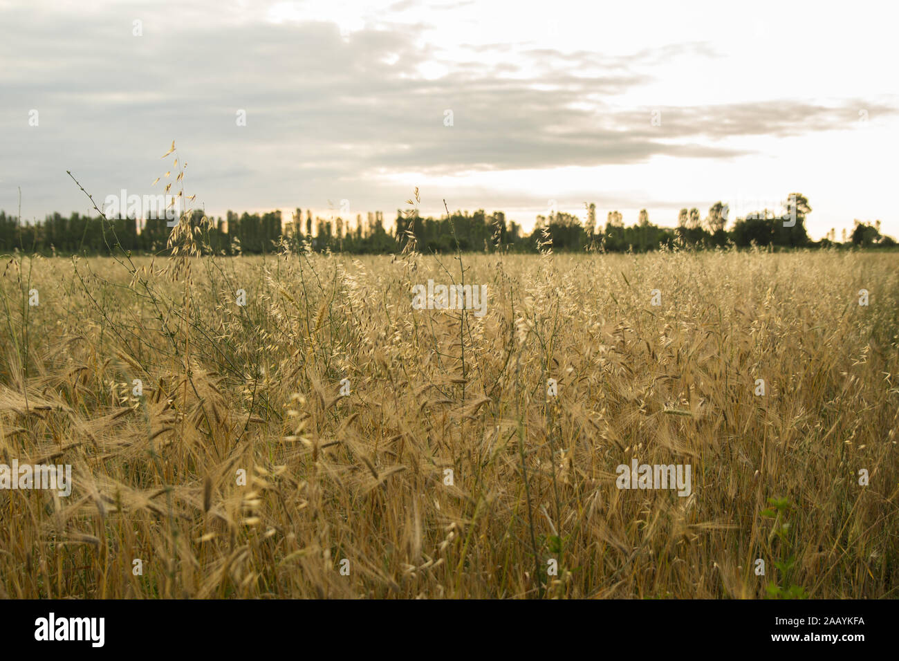 Orejas de trigo en un campo de trigo. Cosecha de trigo al atardecer. Foto de stock