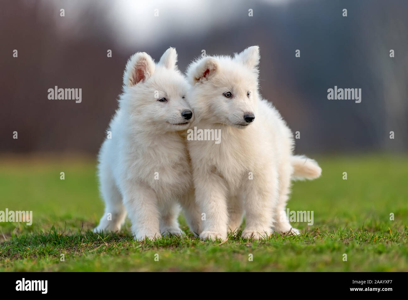 Perro pastor blanco suizo fotografías e imágenes de alta resolución -  Página 3 - Alamy