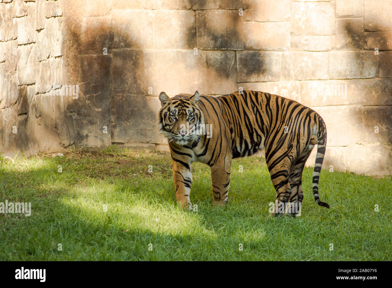 Tigre de Sumatra, Panthera tigris sumatrae en el gabinete, el zoológico Bioparc Fuengirola, España. Foto de stock