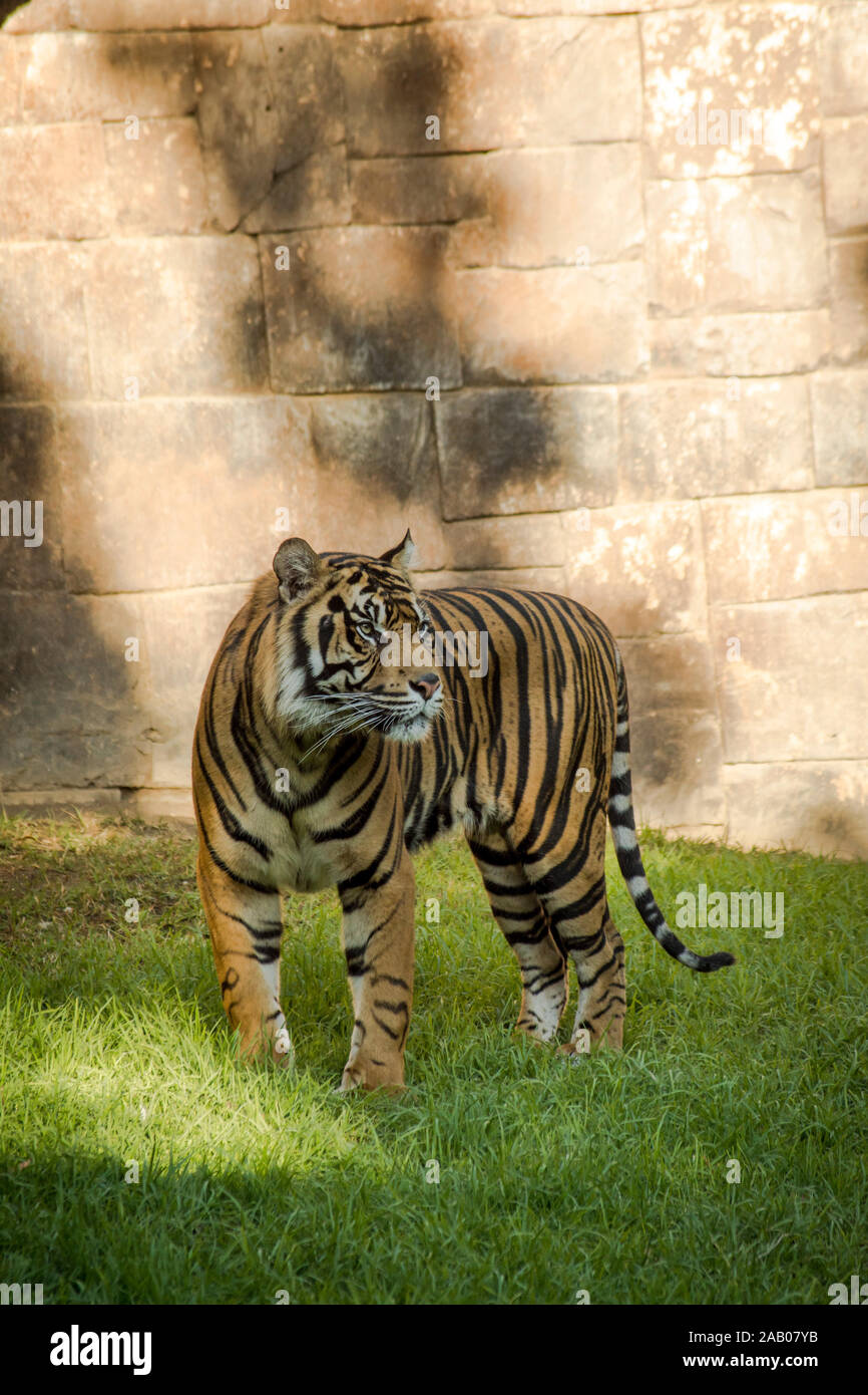 Tigre de Sumatra, Panthera tigris sumatrae en el gabinete, el zoológico Bioparc Fuengirola, España. Foto de stock
