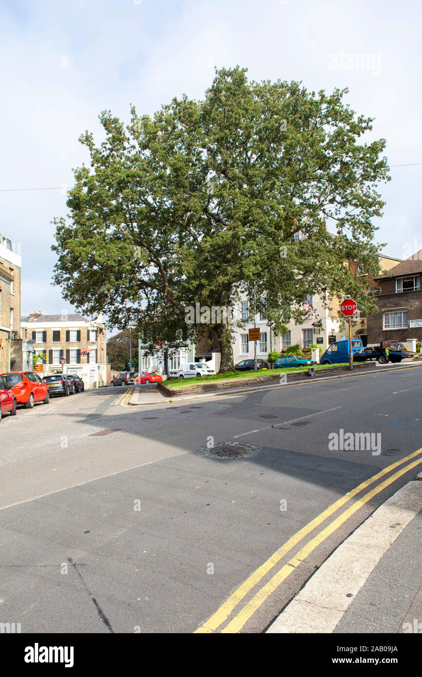 Urban roble de Turquía (Quercus cerris) árbol, Dover, Kent, UK Foto de stock