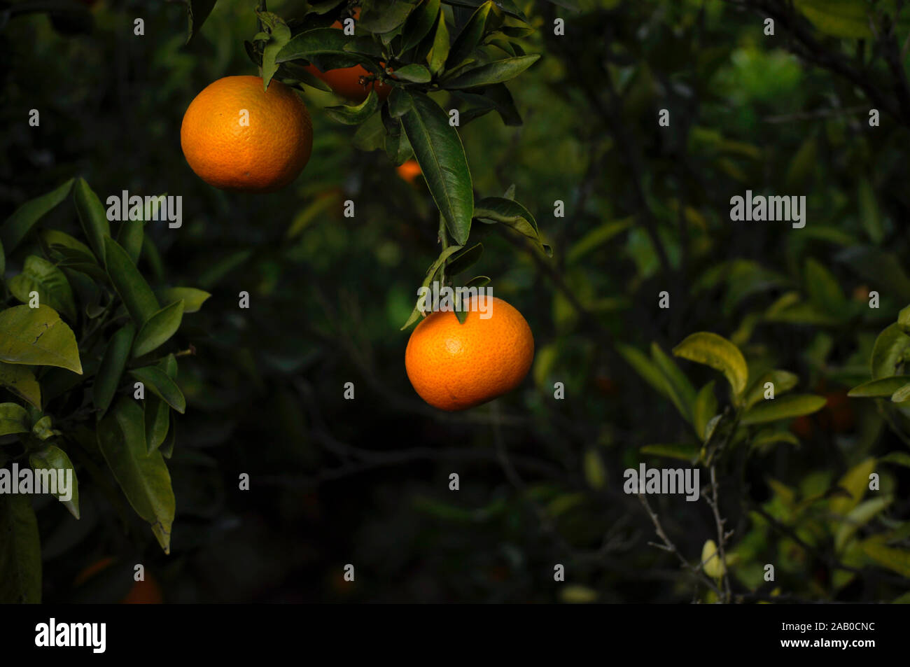 Verde Naranja árbol teniendo un par de naranjas colgando en una granja española Foto de stock