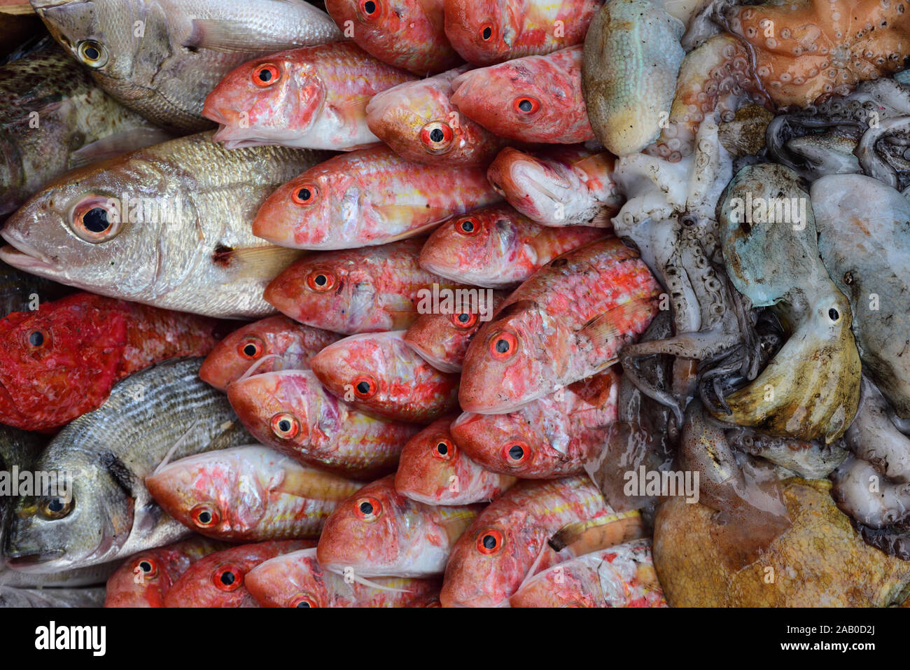 Una selección de pescado fresco y otras especies marinas del Mediterráneo encadenan como fondo Foto de stock