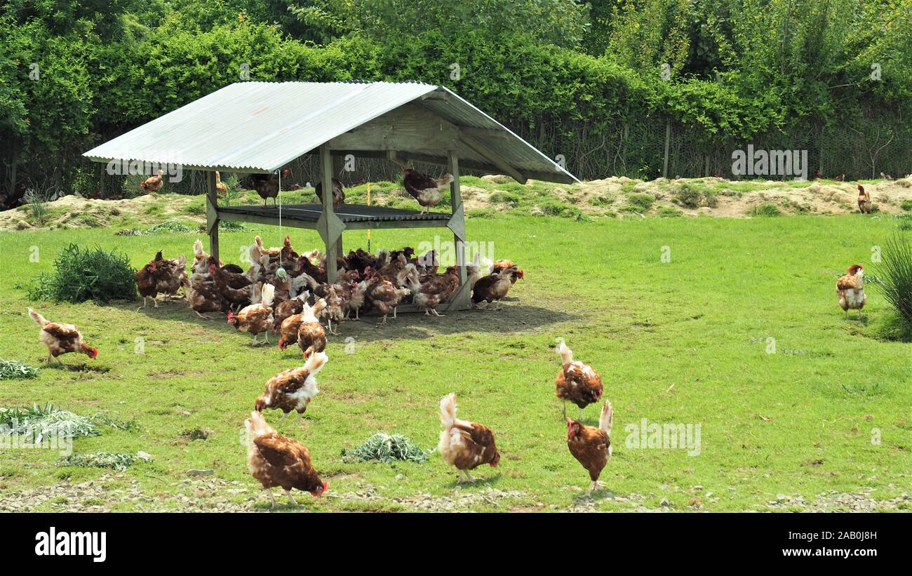 Free Range brown pollos forrajeando en el sol y sombra fuera de su granero en una operación comercial de huevos de Nueva Zelandia. Foto de stock