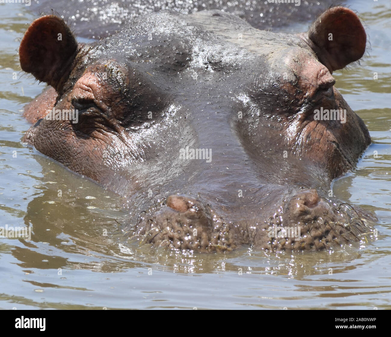 Un hipopótamo común (Hippopotamus amphibius) cierra sus ventanas nasales en preparación para poner su cabeza bajo el agua. Parque Nacional del Serengeti, Tanzania. Foto de stock