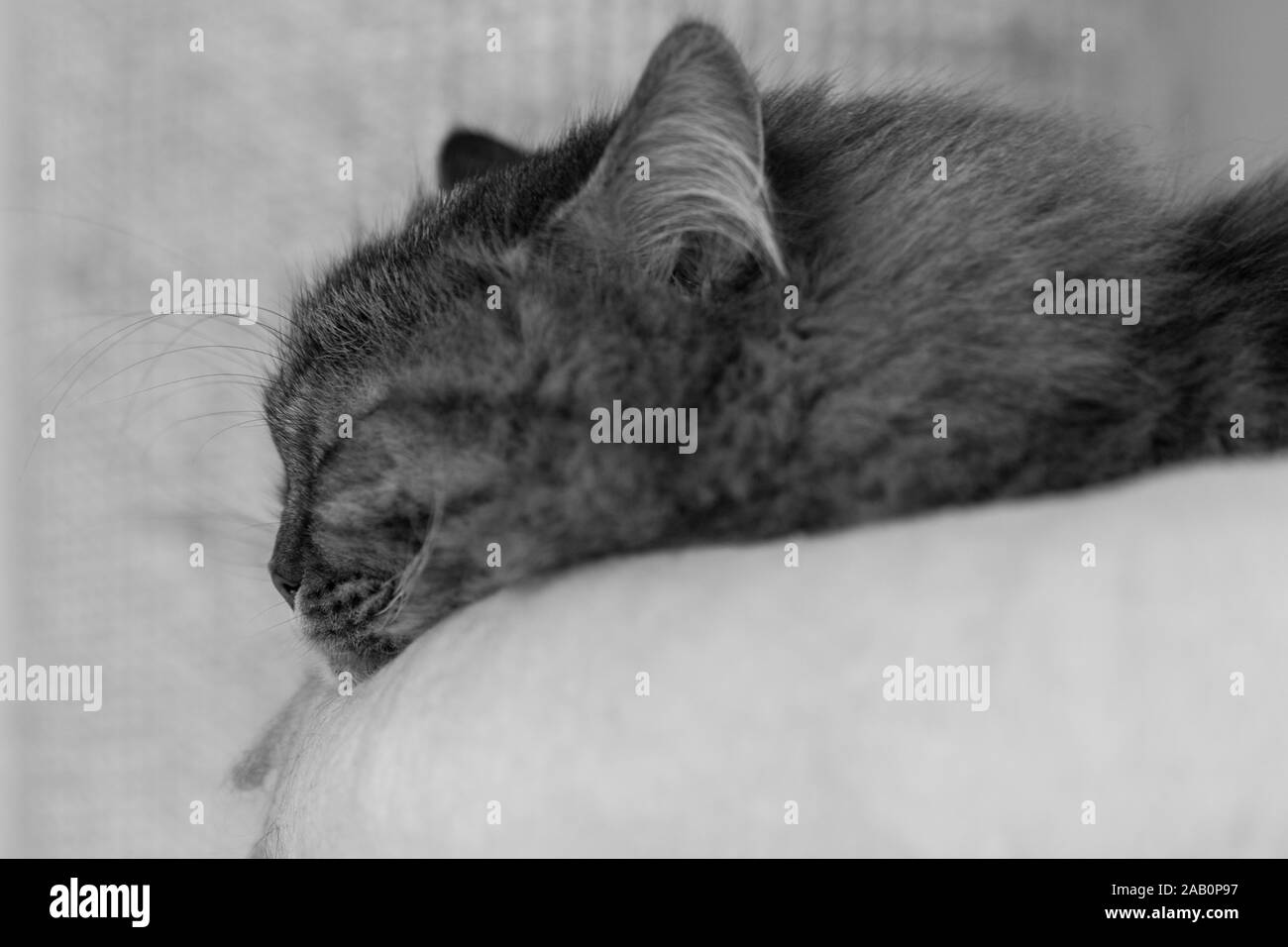 Pelo largo gato de raza en Siberia relax piscina Foto de stock