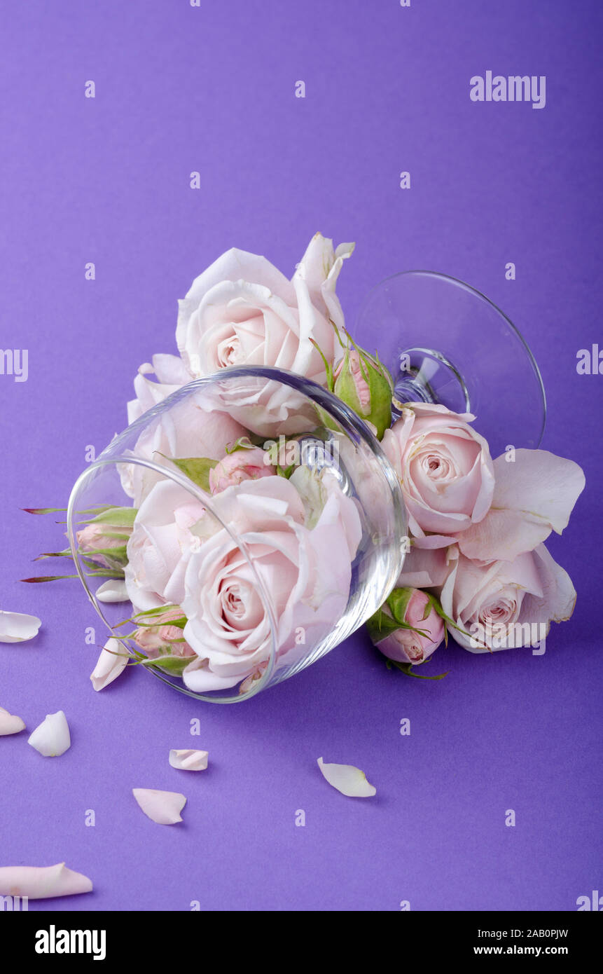 Hermoso color lila pastel rosas en un vaso de vino blanco sobre un fondo  violeta. Fondo romántico florístico Fotografía de stock - Alamy