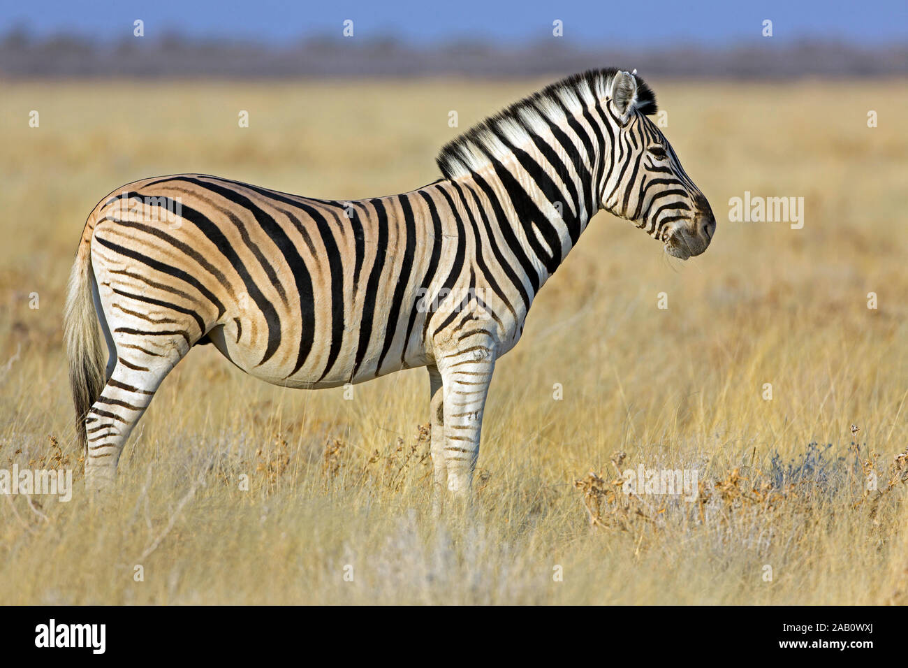 Steppenzebra, Pferdezebra, Equus quagga, llanuras, cebra Cebra común, Burchell zebra, cebra Cebra de llanura, de los llanos, la cebra de planicie, zèbre Foto de stock
