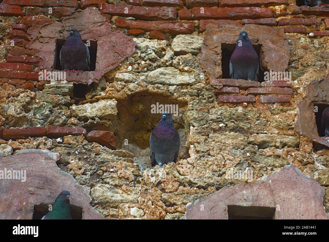 'Parque de las palomas" (Parque de la Paloma), el Viejo San Juan Foto de stock