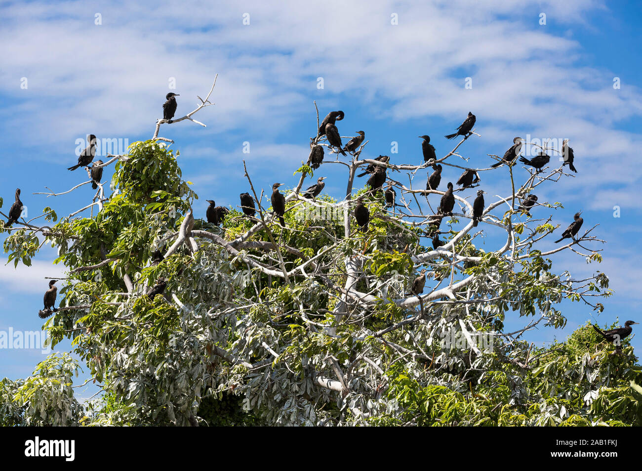 Cormorán aves de las isletas de Granada el lago de Nicaragua Foto de stock