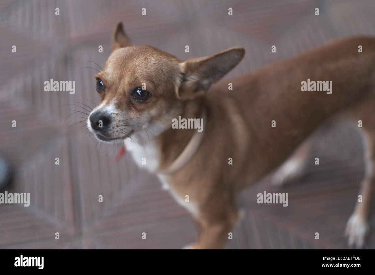 Chihuahua mestizo fotografías e imágenes de alta resolución - Alamy