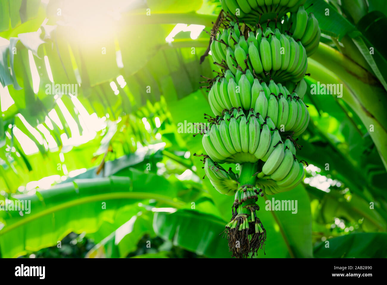 Árbol de plátano con racimos de plátanos verdes crudas y hojas verdes