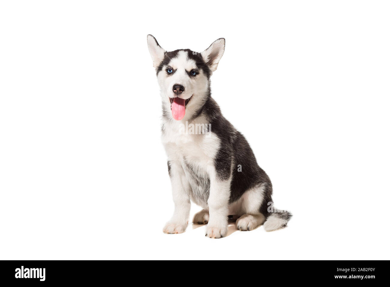 Cachorro Husky Recien Nacido Fotos E Imagenes De Stock Alamy Cachorro Husky Recien Nacido Fotos E Imagenes De Stock Alamy